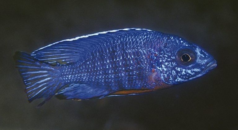 Aulonocara stuartgranti 'Tumbi Point'